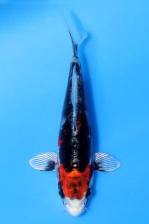 Beni Kikokuryu - SK-AOK15