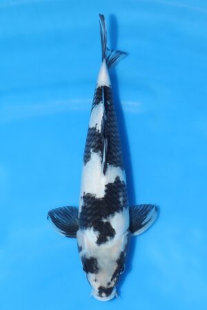 Shiro Utsuri - SK-OMM16