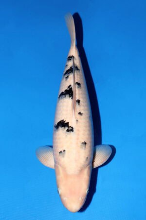 Bekko - SK-435