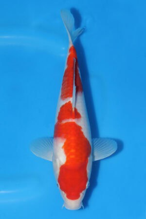 Kohaku - SK-571B