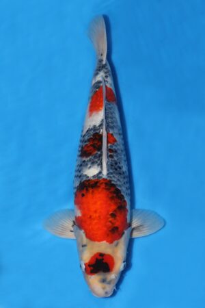 Showa - SK-664