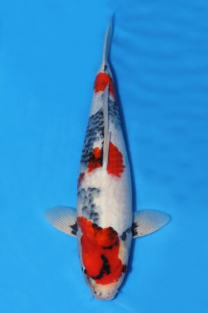 Showa - SK-668