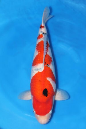 Sanke - SK-688