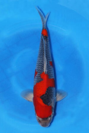 Goshiki - SK-720