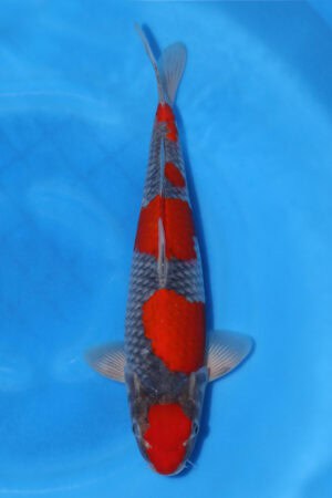 Goshiki - SK-721