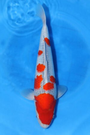 Goshiki - SK-724