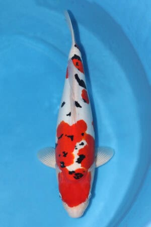 Doitsu Sanke - SK-731