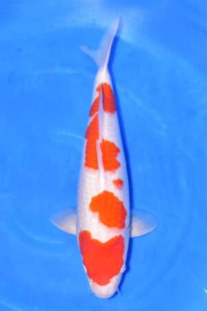 Kohaku - SK-711