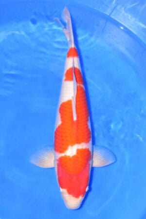 Kohaku - SK-713