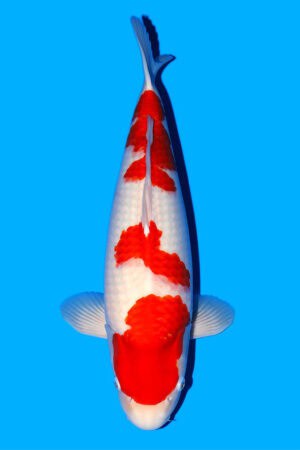 Kohaku - SK-769