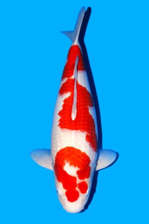 Kohaku - SK-772