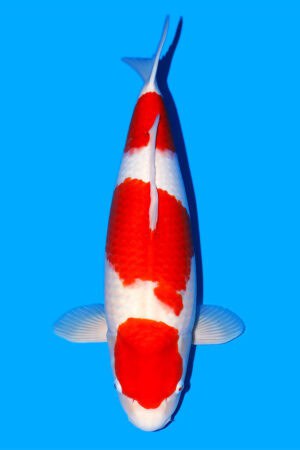 Kohaku - SK-774
