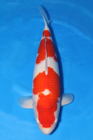 Kohaku - SK-473