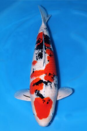 Sanke - SK-071