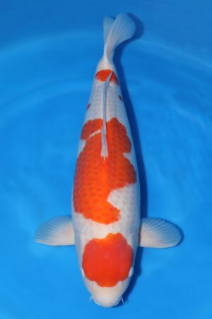 Kohaku - SK-382