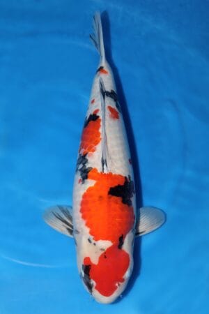 Showa - SK-426