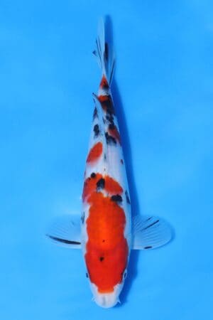 Sanke - SK-T18