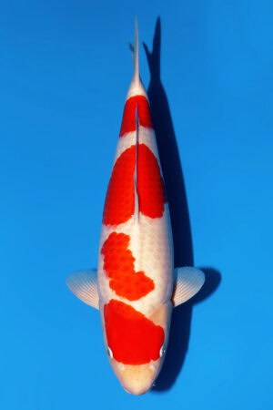 Kohaku - SK-743