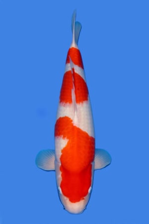 Kohaku - SK-777