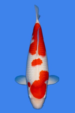 Kohaku - SK-781