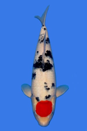 Tancho Sanke - SK-783