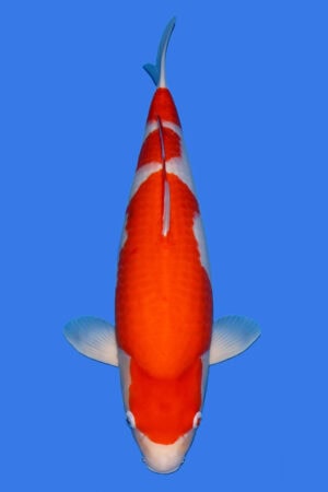 Kohaku - SK-785