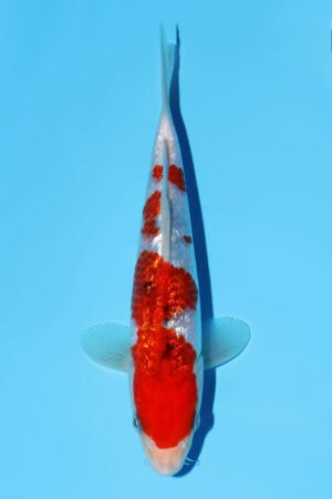 Gin Rin Sanke SK-811