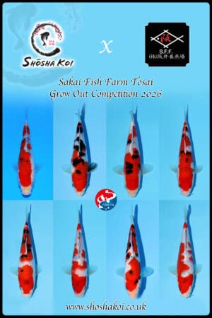 Sakai Fish Farm Sanke Grow Out - SK-SFFGO