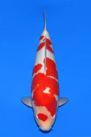 Kohaku - SK-546