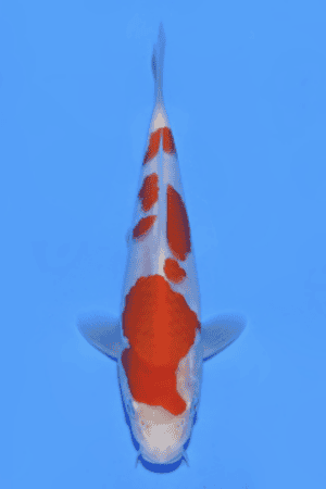Kohaku - SK-820