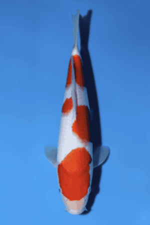 Kohaku - SK-816