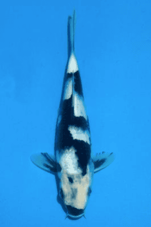 Shiro Utsuri - SK-847