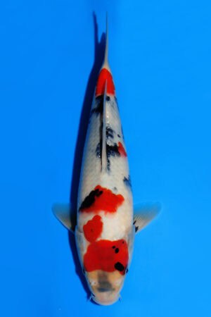 Showa - SK-833