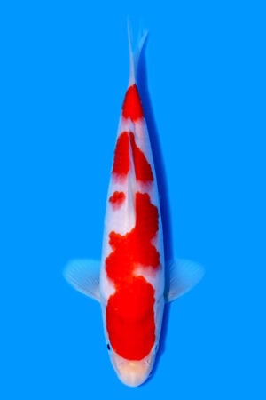 Kohaku - SK-851