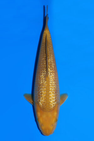 Yellow Monkey - SK-883