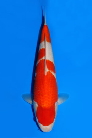 Kohaku - SK-884