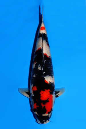 Showa - SK-862