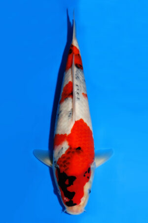 Showa - SK-866