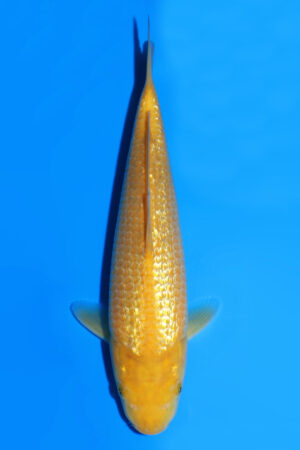 Yellow Monkey - SK-870