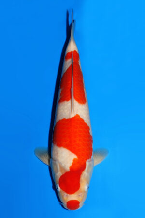 Kohaku - SK-872