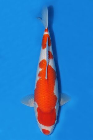 Kohaku - SK-725B