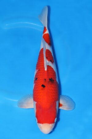 Sanke - SK-728D