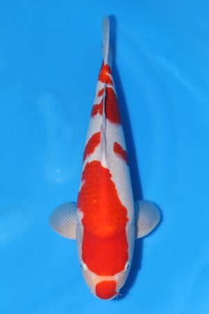 Kohaku - SK-729C
