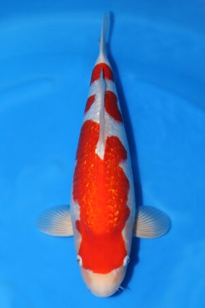 Gin Rin Kohaku - SK-750