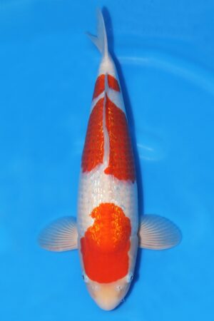 Gin Rin Kohaku - SK-752