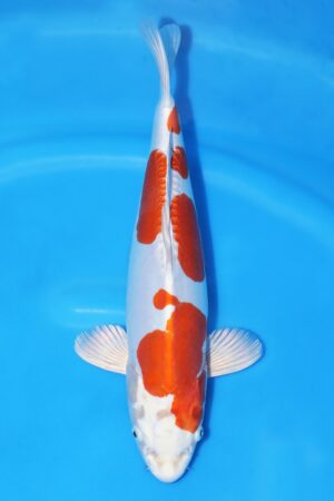 Kikusui - SK-663E