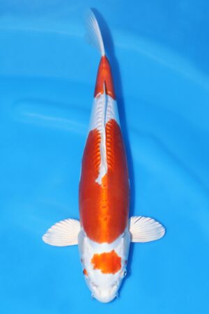 Kikusui - SK-663H
