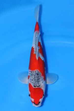 Goshiki - SK-650B