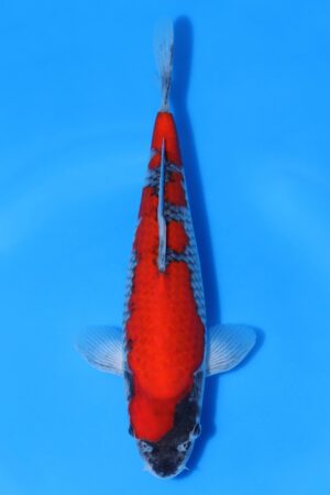 Goshiki - SK-650E