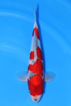 Goshiki - SK-650G